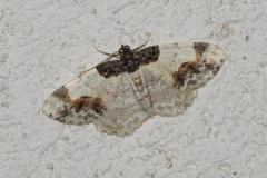 Phalène du fusain, papillon, Drôme, mai 2025