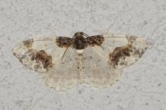 Phalène du fusain, papillon, Drôme, juin 2025