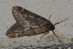 Phalène du marronnier, papillon, Drôme, mars 2026