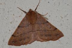 Phalène emplumée, papillon, Drôme, octobre 2025