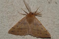 Phalène emplumée, papillon, Drôme, octobre 2025