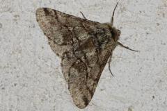 Phalène hérissée, papillon, Drôme, avril 2025