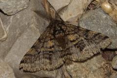 Phalène hérissée, papillon, Drôme, avril 2026