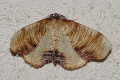 Phalène linéolée, papillon, Drôme, mai 2025