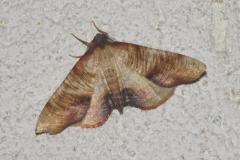 Phalène linéolée, papillon, Drôme, avril 2025