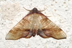 Phalène linéolée, papillon, Drôme, avril 2026