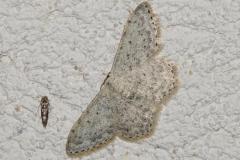 Acidalie picotée, papillon, Drôme, juillet 2025