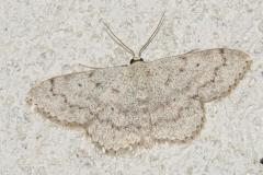 Acidalie picotée, papillon, Drôme, avril 2026