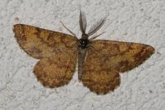 Phalène picotée , mâle papillon, Drôme, août 2025