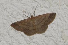 Phalène rougeâtre, papillon, Drôme, septembre 2025