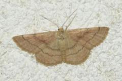Phalène rougeâtre, papillon, Drôme, juillet 2026