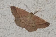 Phalène rougeâtre, papillon, Drôme, août 2025