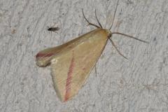 Phalène sacrée, papillon, Drôme, septembre 2025