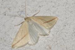 Phalène sacrée, papillon, Drôme, août 2025