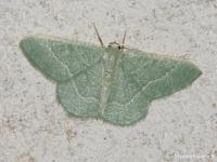 Phalène verte des ombellifères