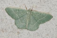 Phalène verte des ombellifères, papillon, Drôme, juillet 2025