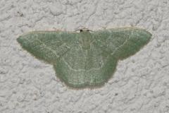 Phalène verte des ombellifères, papillon, Drôme, juillet 2025