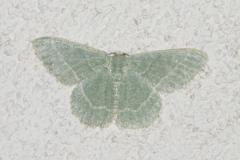 Phalène verte des ombellifères, papillon, Drôme, juin 2025