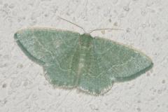 Phalène verte des ombellifères, papillon, Drôme, juin 2025