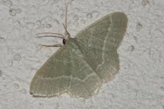 Phalène verte des ombellifères, papillon, Drôme, mai 2025