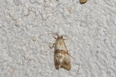 Cochylide à ceinture brune, papillon, Drôme, juillet 2025