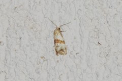 Cochylide à ceinture brune, papillon, Drôme, juin 2025