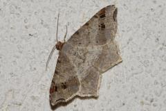 Philobie alternée, papillon, Drôme, juillet 2024