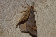 Philobie effacée, papillon, Drôme, août 2025