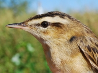 Phragmite des joncs