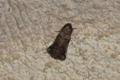 Phycide associée, papillon, Drôme, juillet 2025