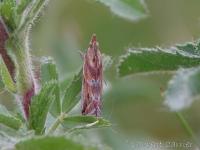 Phycide canelle
