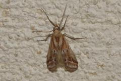 Phycide cannelle, papillon, Drôme,  juillet 2025