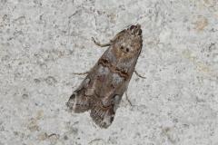 Phycide de la callune, papillon, Drôme, juin 2025