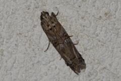 Phycide de la callune, papillon, Drôme, juin 2025