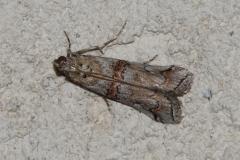 Phycide de la callune, papillon, Drôme, juin 2025