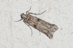 Phycide de la callune, papillon, Drôme, juin 2025