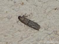Phycide de la Caroube