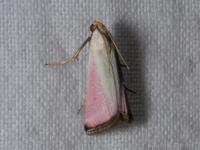 Phycide de la Scabieuse