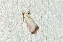 Phycide de la Scabieuse, papillon, Drôme, juillet 2026