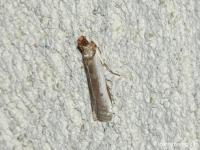 Phycide de l'Euphorbe