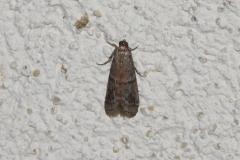 Phycide de Wood, papillon, Drôme,  juillet 2025