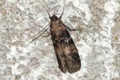 Phycide du frêne, papillon, Drôme, juin 2025