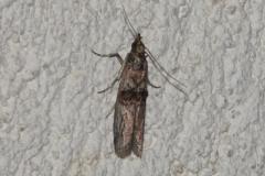 Phycide du fusain, papillon, Drôme, juin 2025