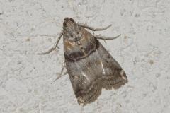 Phycide du peuplier, papillon, Drôme, août 2025