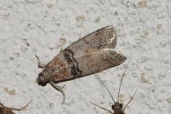 Phycide du peuplier, papillon, Drôme, juillet 2025