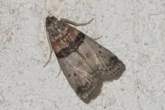 Phycide du peuplier, papillon, Drôme, août 2025