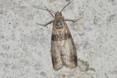 Phycide du peuplier, papillon, Drôme, juin 2025