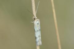 Phycide du plantain, papillon, Drôme, août 2025