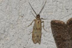 Phycide du plantain, papillon, Drôme, juin 2025