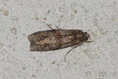 Phycide du Rouvre, papillon, Drôme, juin 2025